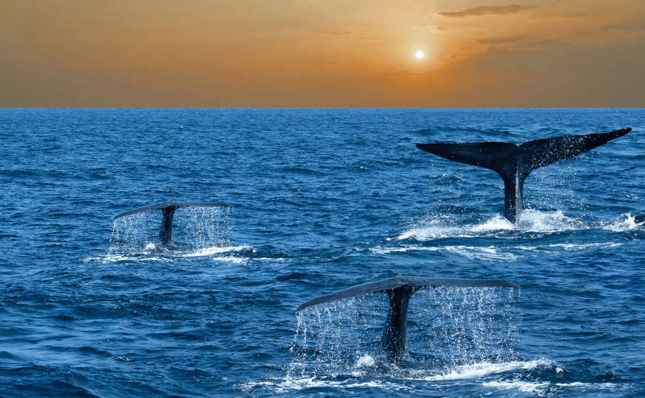 balenottere azzurre fuori mirissa