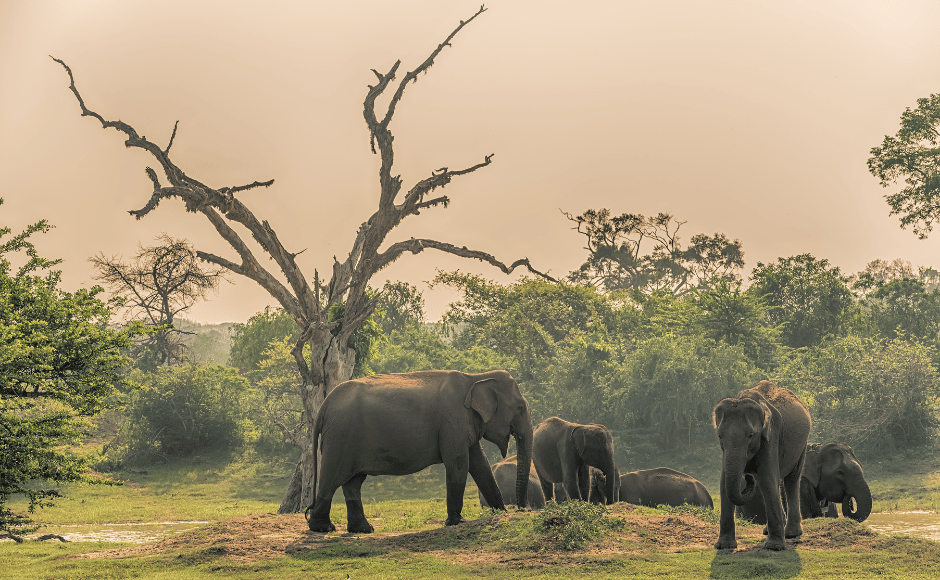 elefanti al parco nazionale di udawalawe