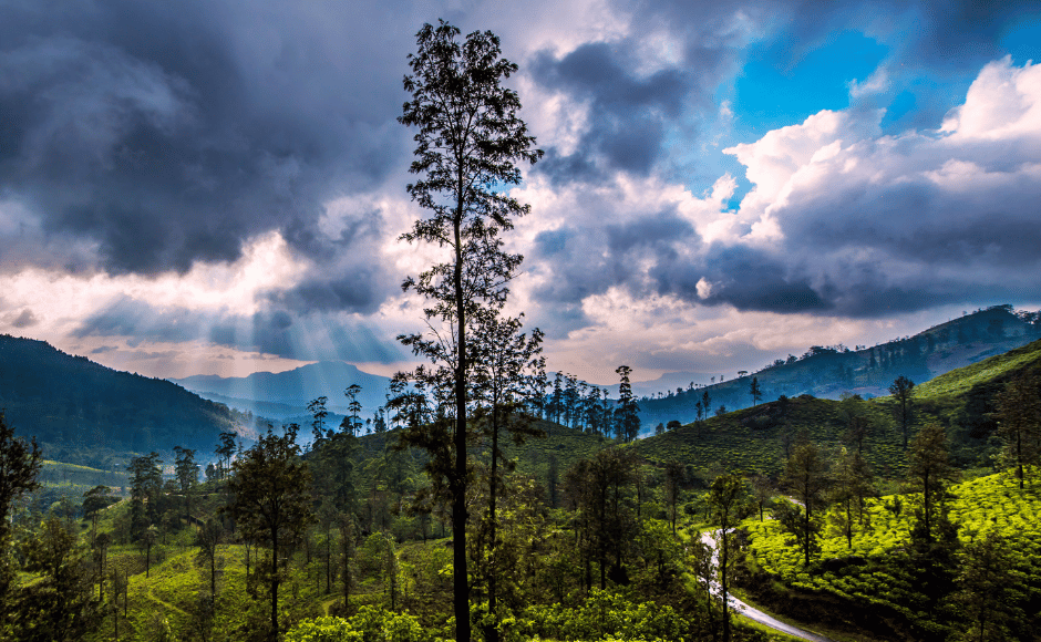 le colline e piantagioni di te