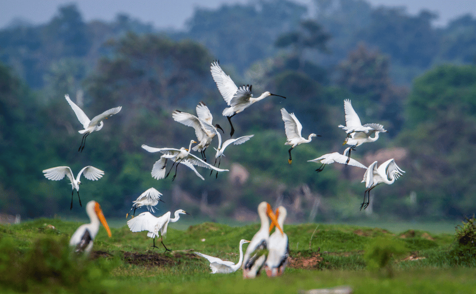 paradiso per birdwatching