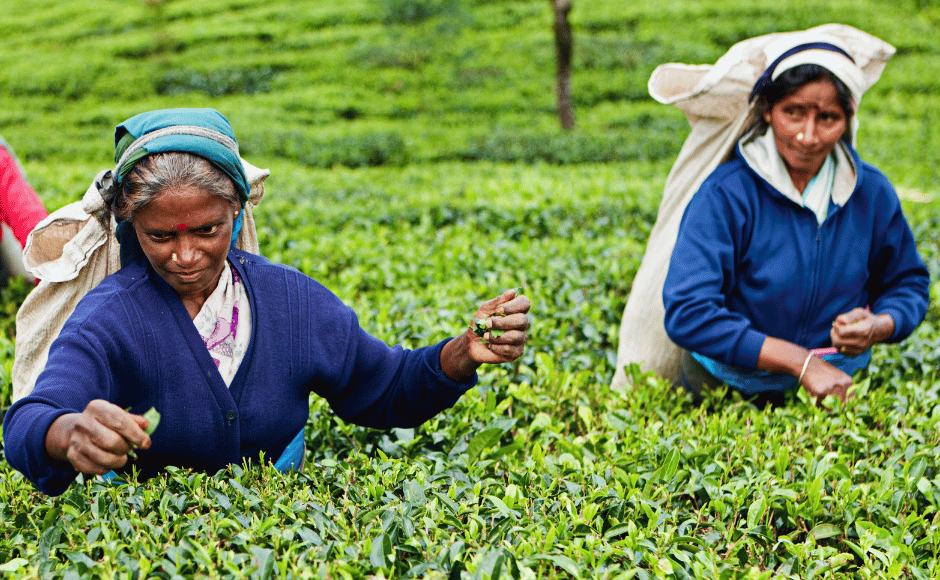 raccoglitrici di te al lavoro